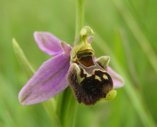 Variabilit di Ophrys fuciflora